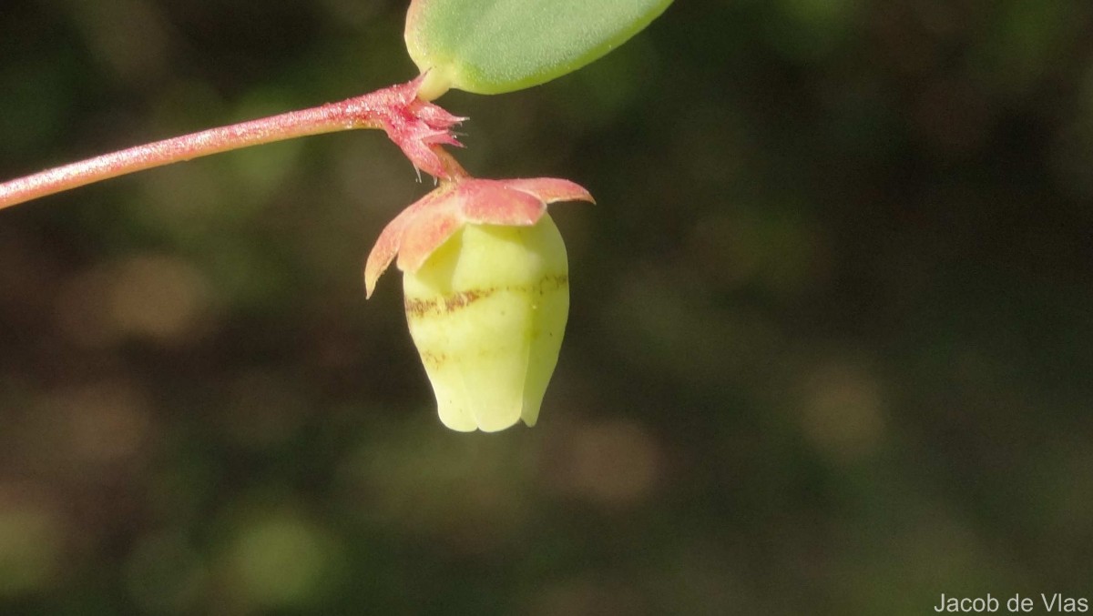Synostemon bacciformis (L.) G.L.Webster